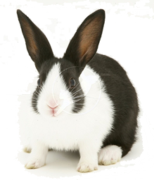 pet sitters Peterborough, pet sitting Peterborough, tropical fish sitters Peterborough, house sitters Peterborough, rabbit sitters Peterborough